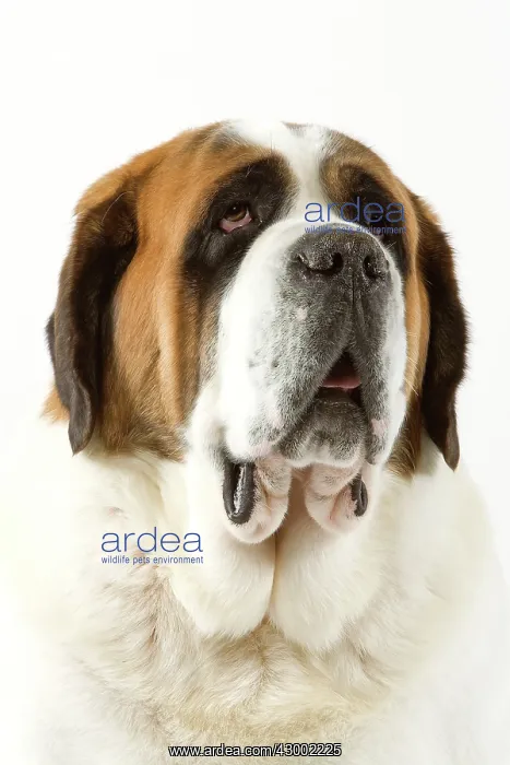 : Dog - Short-haired St Bernard : Dog - Short-haired St Bernard