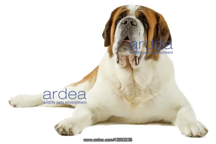 : Dog - Short-haired St Bernard : Dog - Short-haired St Bernard