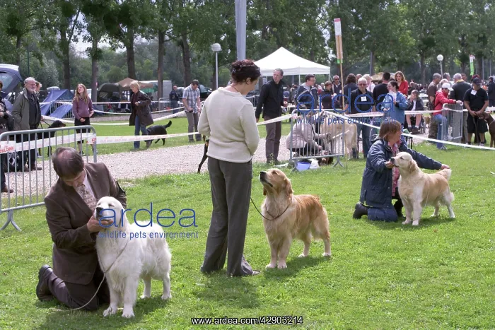 : Dog Show. France : Dog Show. France