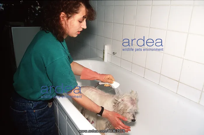 : DOG - being showered in bath : DOG - being showered in bath