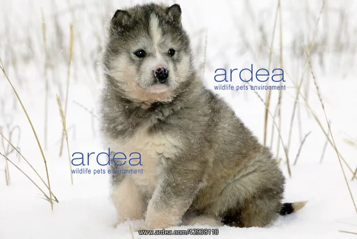 : DOG - Siberian / Arctic HUSKIES - puppy : DOG - Siberian / Arctic HUSKIES - puppy