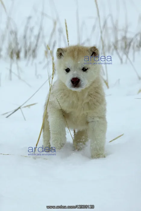 : DOG - Siberian / Arctic HUSKIES - puppy : DOG - Siberian / Arctic HUSKIES - puppy
