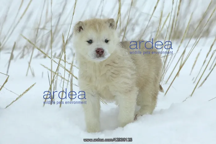 : DOG - Siberian / Arctic HUSKIES - puppy : DOG - Siberian / Arctic HUSKIES - puppy