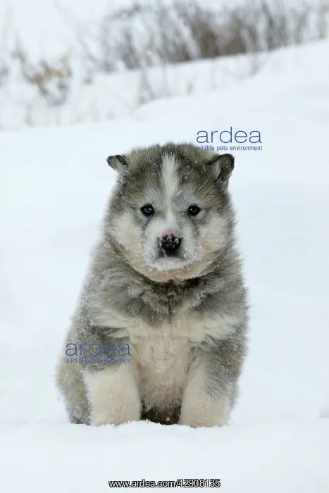 : DOG - Siberian / Arctic HUSKIES - puppy : DOG - Siberian / Arctic HUSKIES - puppy