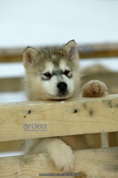 : DOG - Siberian / Arctic HUSKIES - puppy peering over fence : DOG - Siberian / Arctic HUSKIES - puppy peering over fence