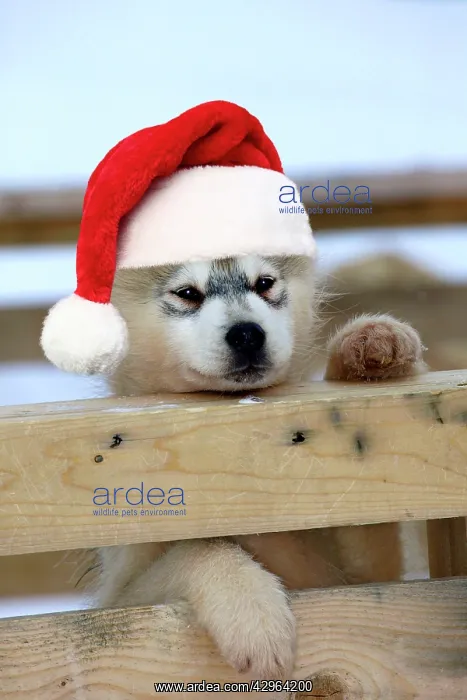 : DOG - Siberian / Arctic Husky puppy peering over fence weari : DOG - Siberian / Arctic Husky puppy peering over fence weari