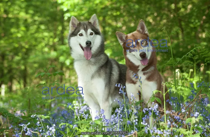 : DOG - Siberian huskies sitting together in bluebells : DOG - Siberian huskies sitting together in bluebells