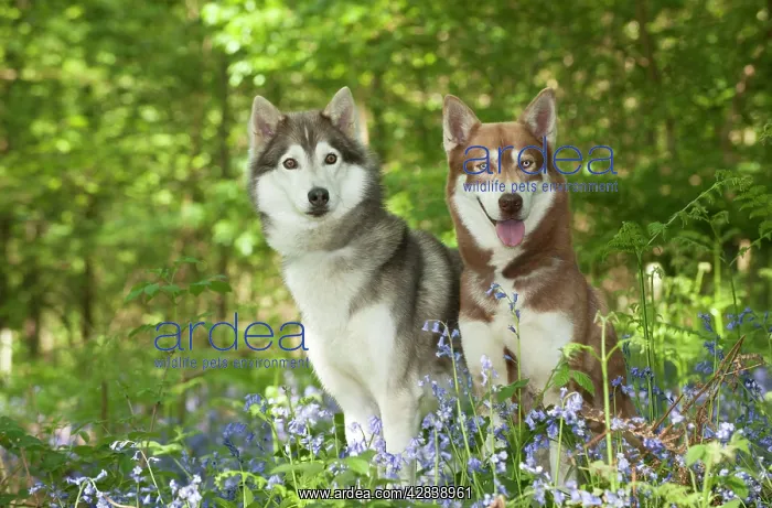 : DOG - Siberian huskies sitting together in bluebells : DOG - Siberian huskies sitting together in bluebells