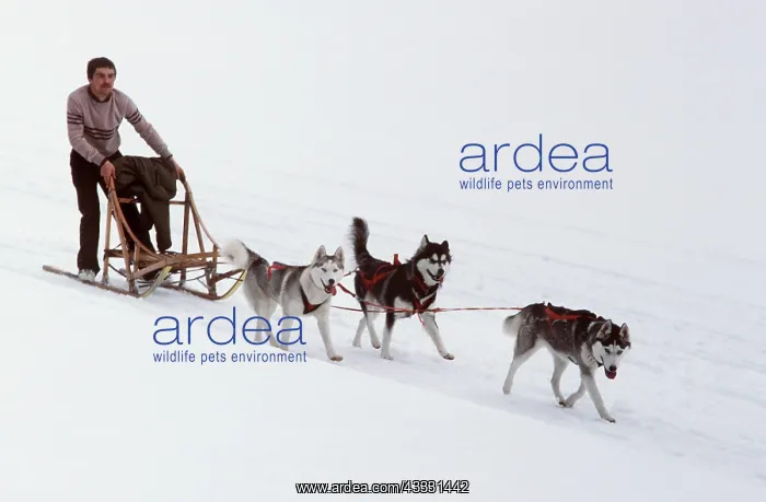 : DOG - SIBERIAN HUSKIES, with sledge and handler in race : DOG - SIBERIAN HUSKIES, with sledge and handler in race