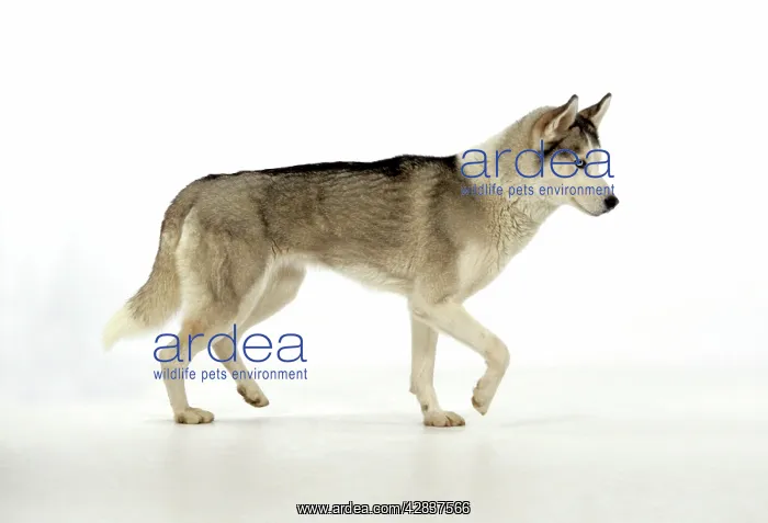 : DOG. Siberian Husky : DOG. Siberian Husky