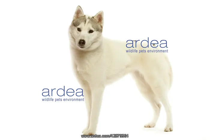  : Dog - Siberian husky
