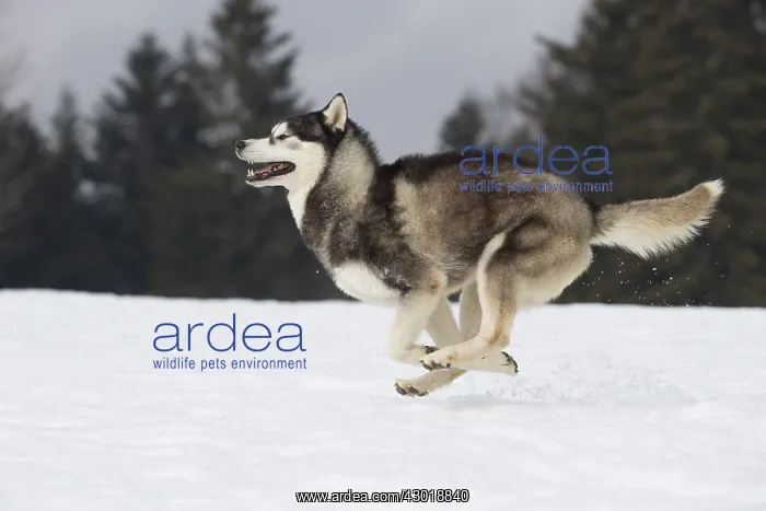  : Dog Siberian Husky