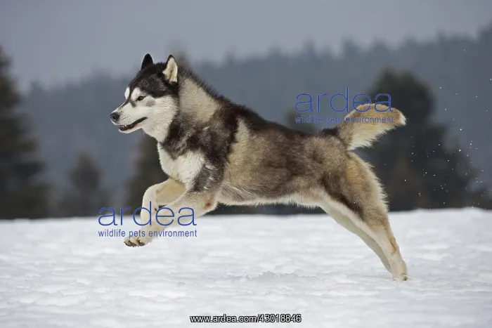  : Dog Siberian Husky