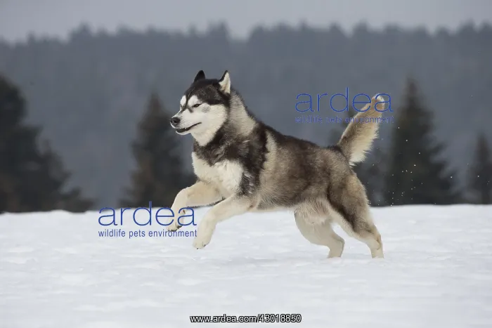  : Dog Siberian Husky