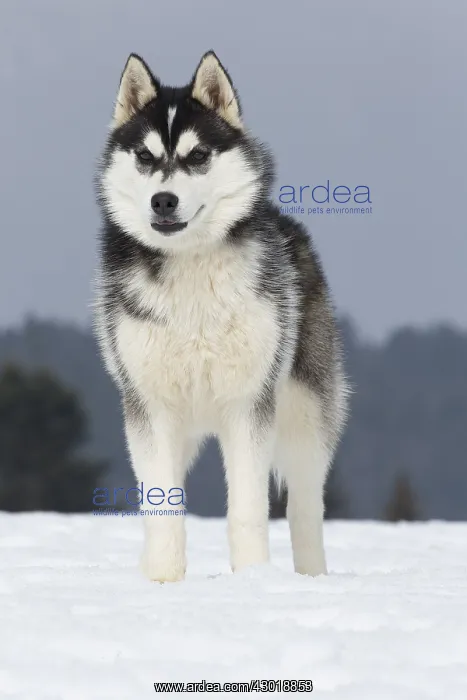  : Dog Siberian Husky