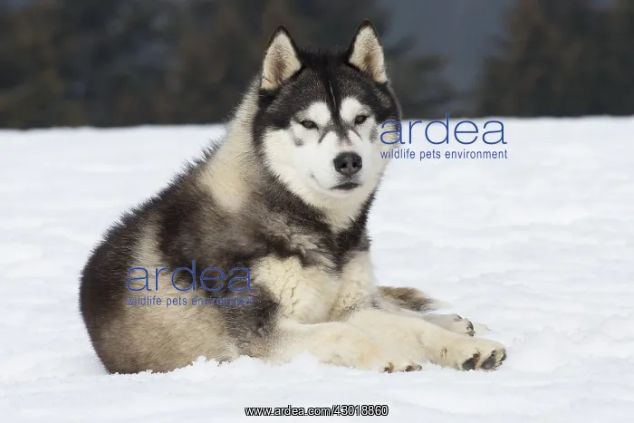  : Dog Siberian Husky