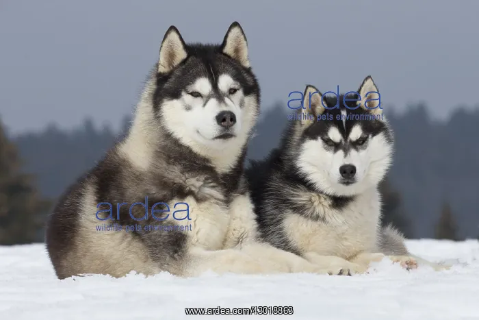  : Dog Siberian Husky