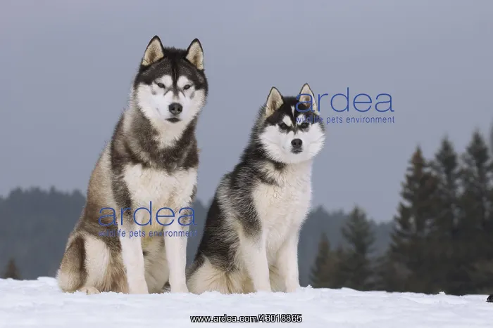  : Dog Siberian Husky