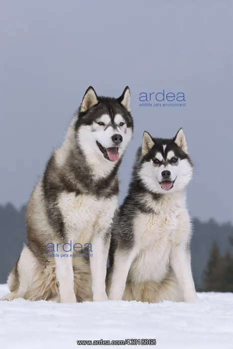  : Dog Siberian Husky
