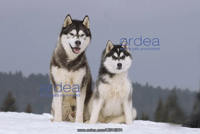  : Dog Siberian Husky