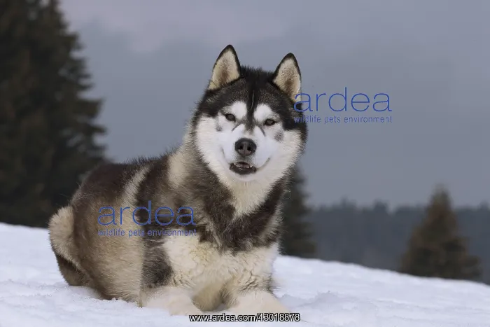  : Dog Siberian Husky