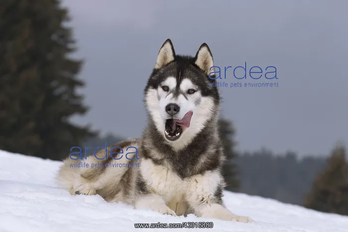  : Dog Siberian Husky
