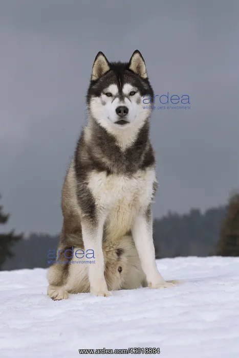  : Dog Siberian Husky