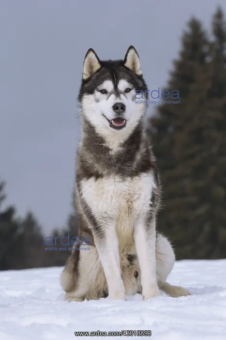  : Dog Siberian Husky
