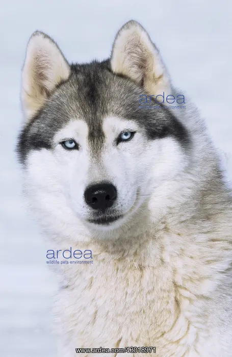  : Dog Siberian Husky