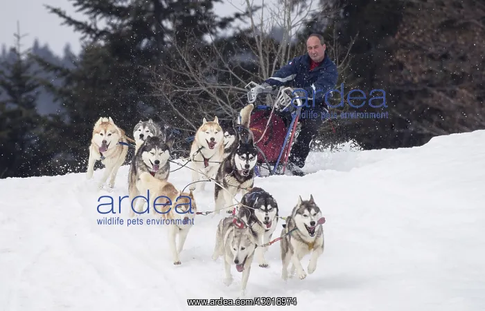  : Dog Siberian Husky