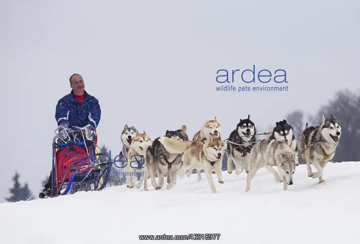  : Dog Siberian Husky