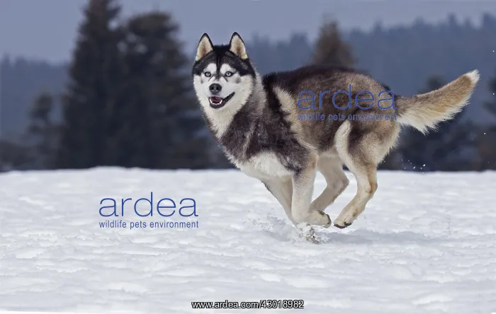  : Dog Siberian Husky