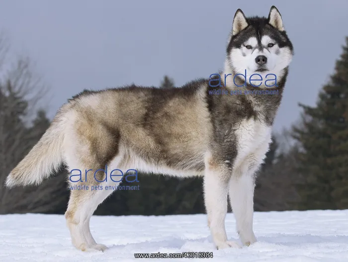  : Dog Siberian Husky