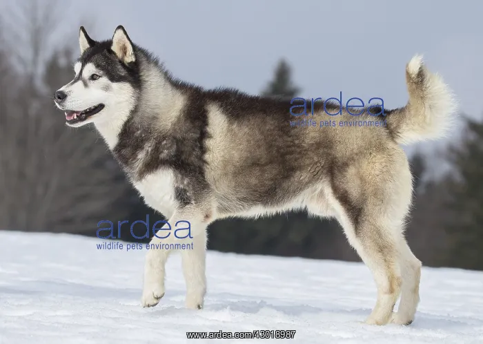  : Dog Siberian Husky