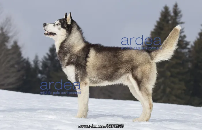  : Dog Siberian Husky