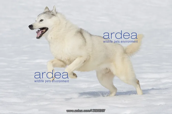  : Dog Siberian Husky