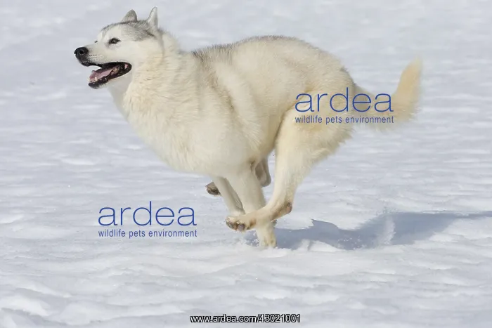  : Dog Siberian Husky