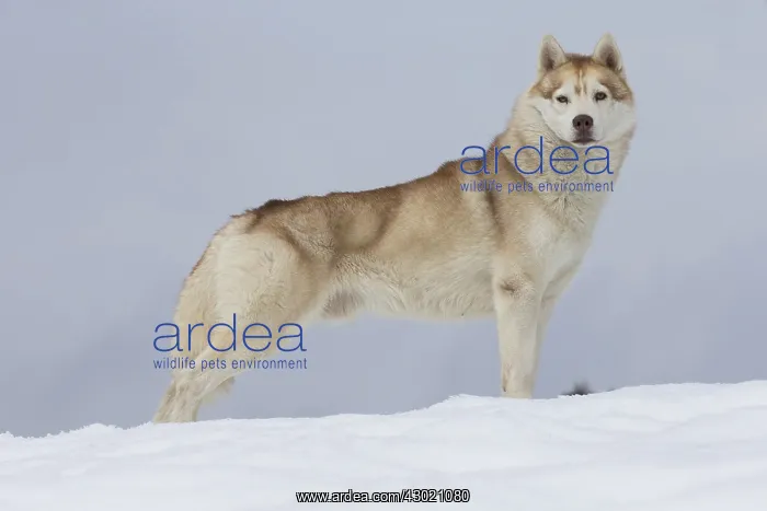  : Dog Siberian Husky