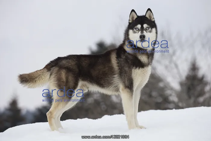  : Dog Siberian Husky