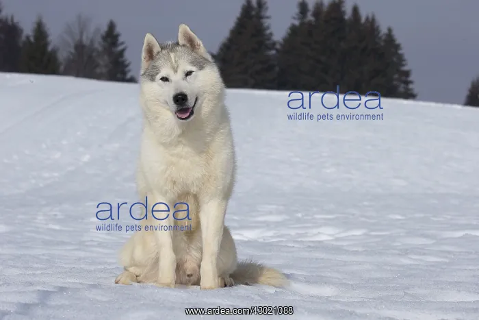  : Dog Siberian Husky