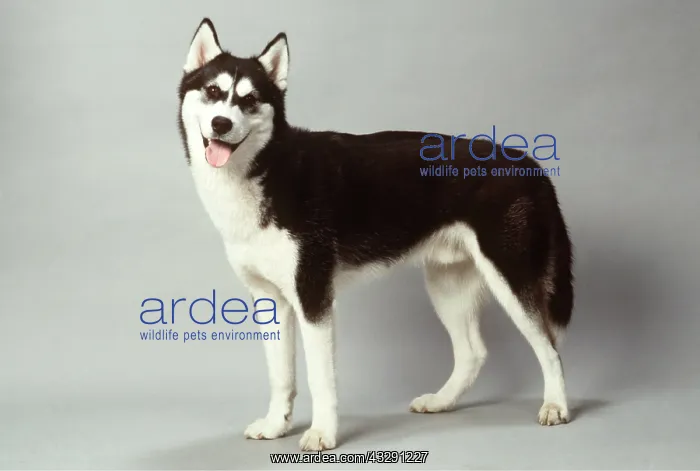 : DOG - SIBERIAN HUSKY : DOG - SIBERIAN HUSKY