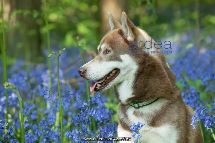  : DOG - Siberian husky in bluebells
