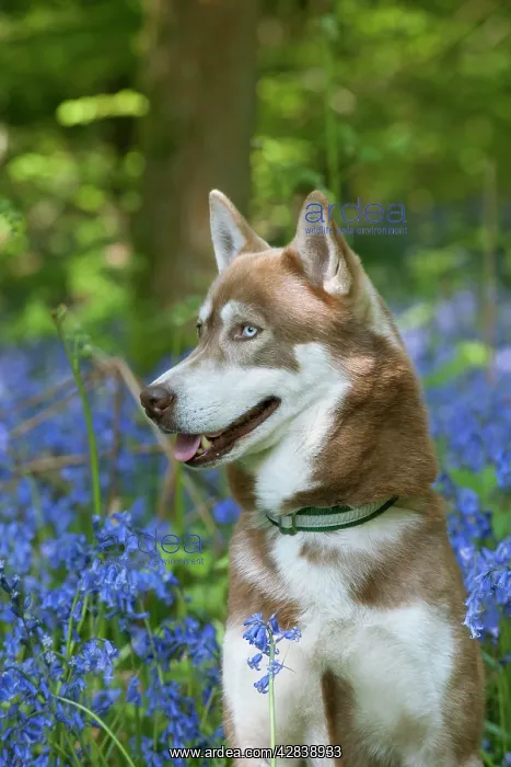  : DOG - Siberian husky in bluebells