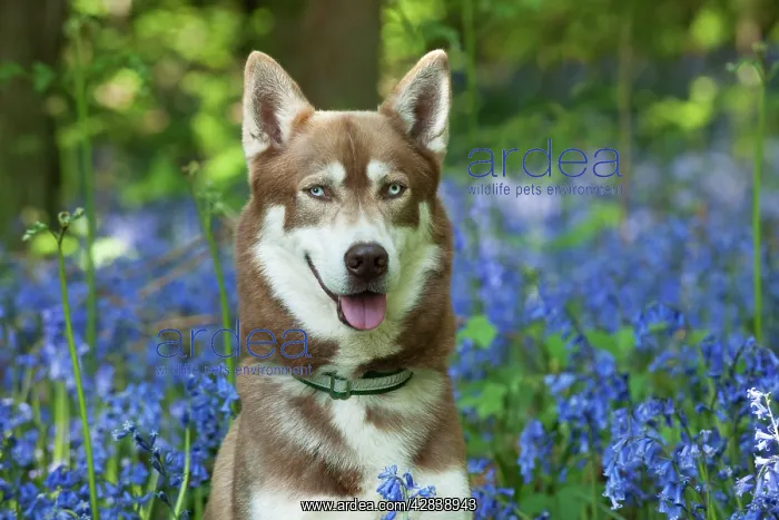  : DOG - Siberian husky in bluebells