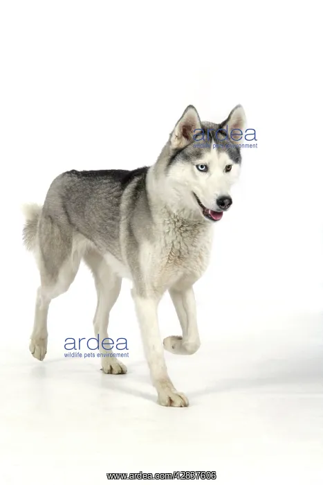  : DOG - Siberian Husky with different coloured eyes