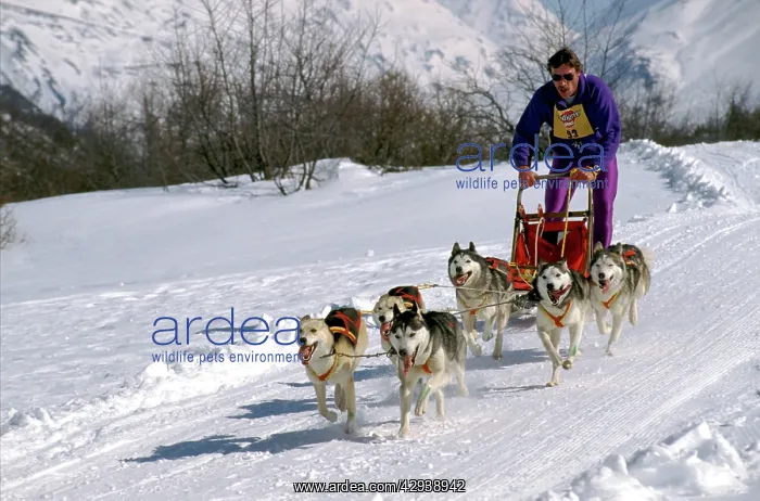 : Dog - Siberian Husky Musher with Sled dog team : Dog - Siberian Husky Musher with Sled dog team