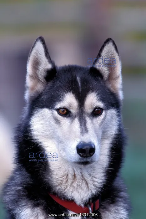  : Dog Siberian Husky portrait