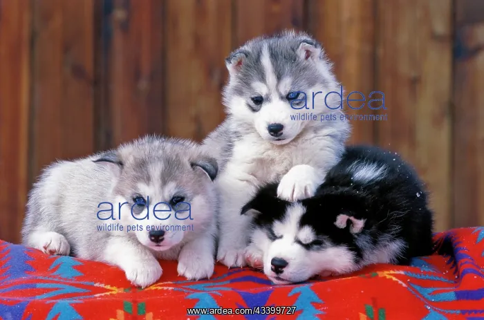 : Dog - Siberian Husky three puppies lying on blanket : Dog - Siberian Husky three puppies lying on blanket
