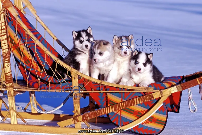 : Dog Siberian Husky four puppies together in sleigh : Dog Siberian Husky four puppies together in sleigh