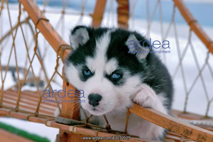  : Dog Siberian Husky puppy in sleigh